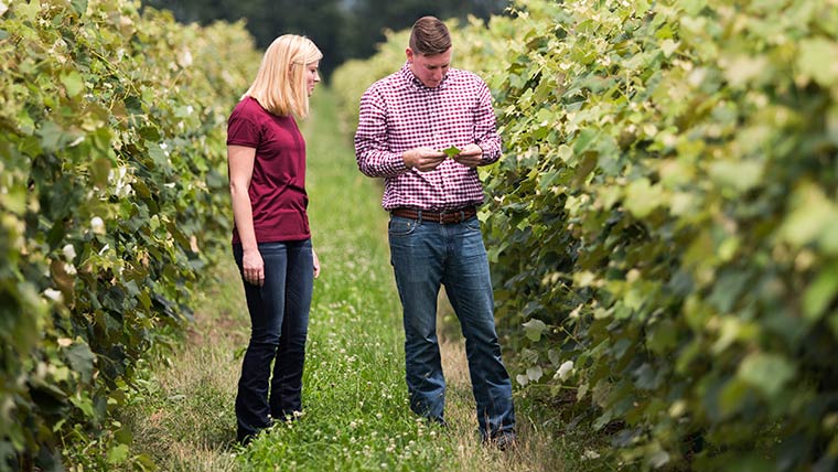 Two people inspecting leafs in a vineyard.