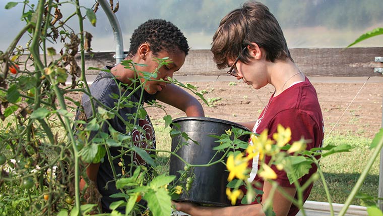 Two students harvesting tomato plants in a field.