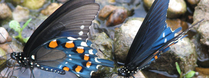 Pipevine swallowtail