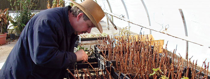 Checking growth in a greenhouse