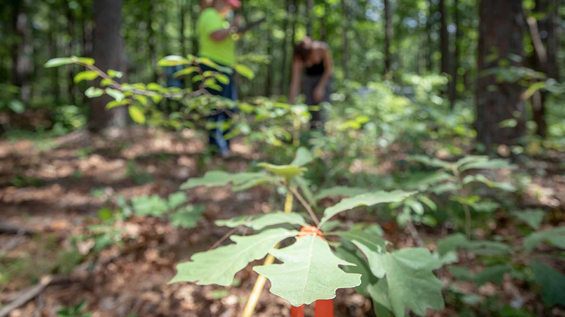 Students doing research on soil conditions in controlled burns in a wooded area.