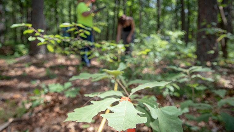 Students doing research on soil conditions in controlled burns in a wooded area.