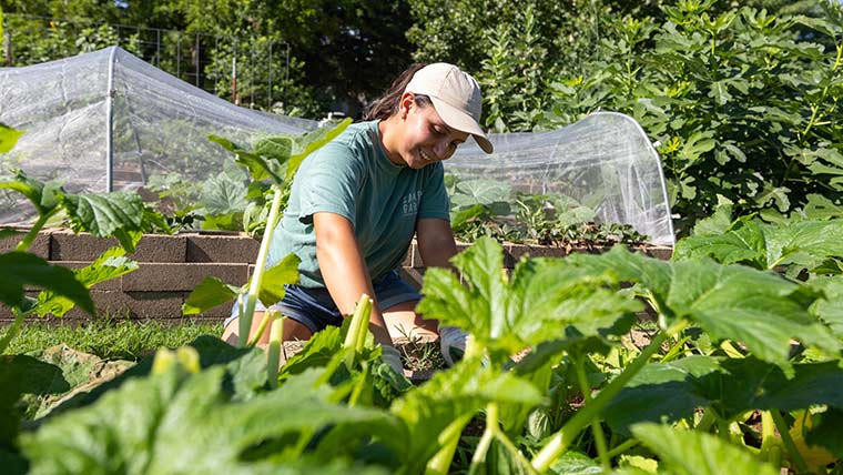 A student tends to plants in the campus garden.