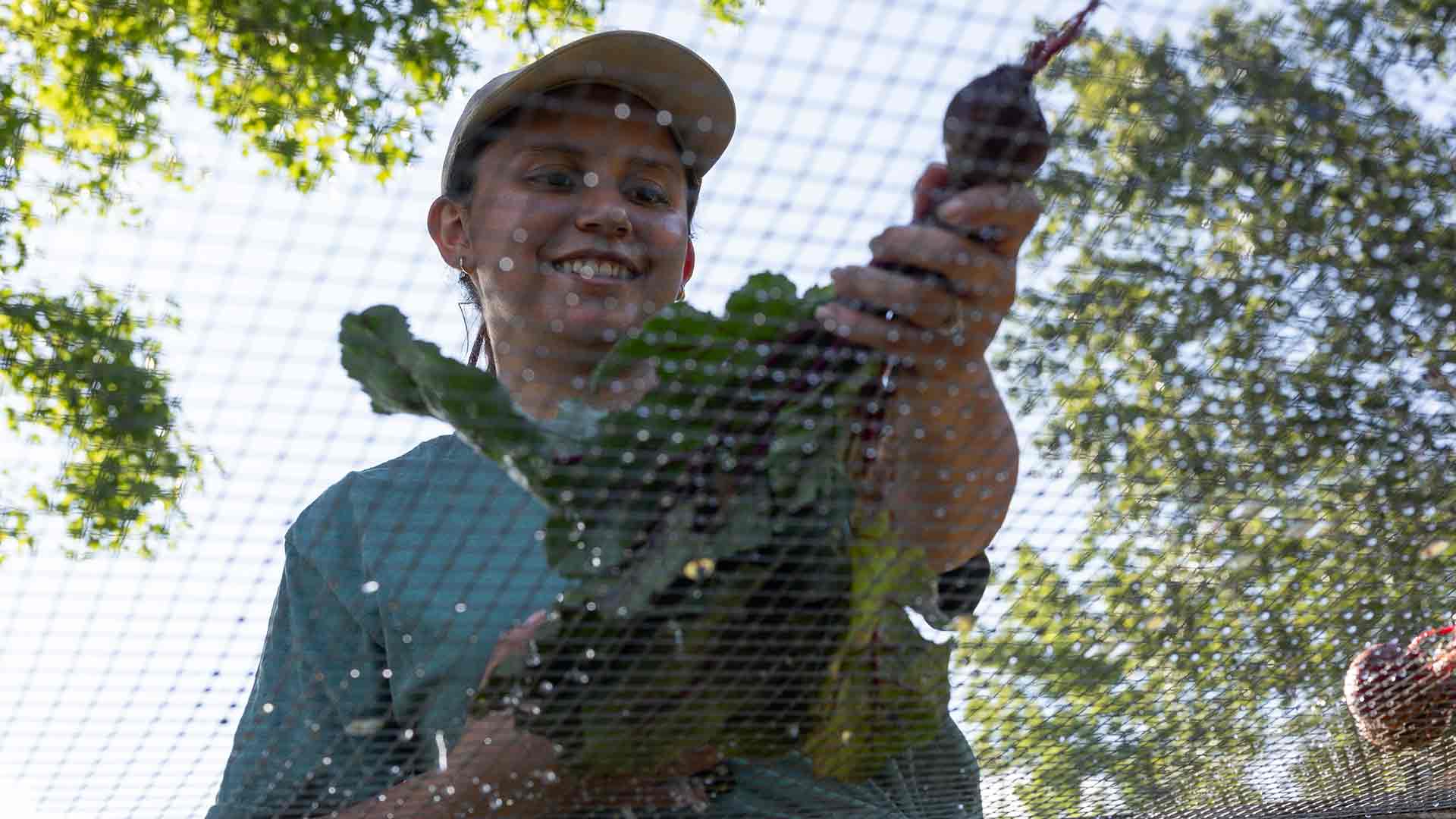 A student harvesting vegetables in the campus garden.