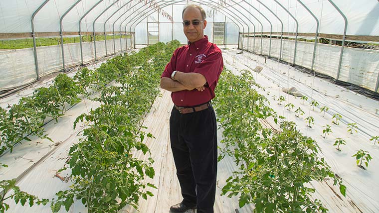 Dr. Arbindra Rimal in a greenhouse at Millsap's Farm.