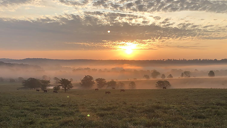 Misty sunrise at Journagan Ranch.