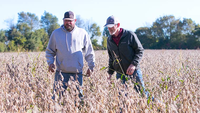 Two farmers inspecting soybean crops.