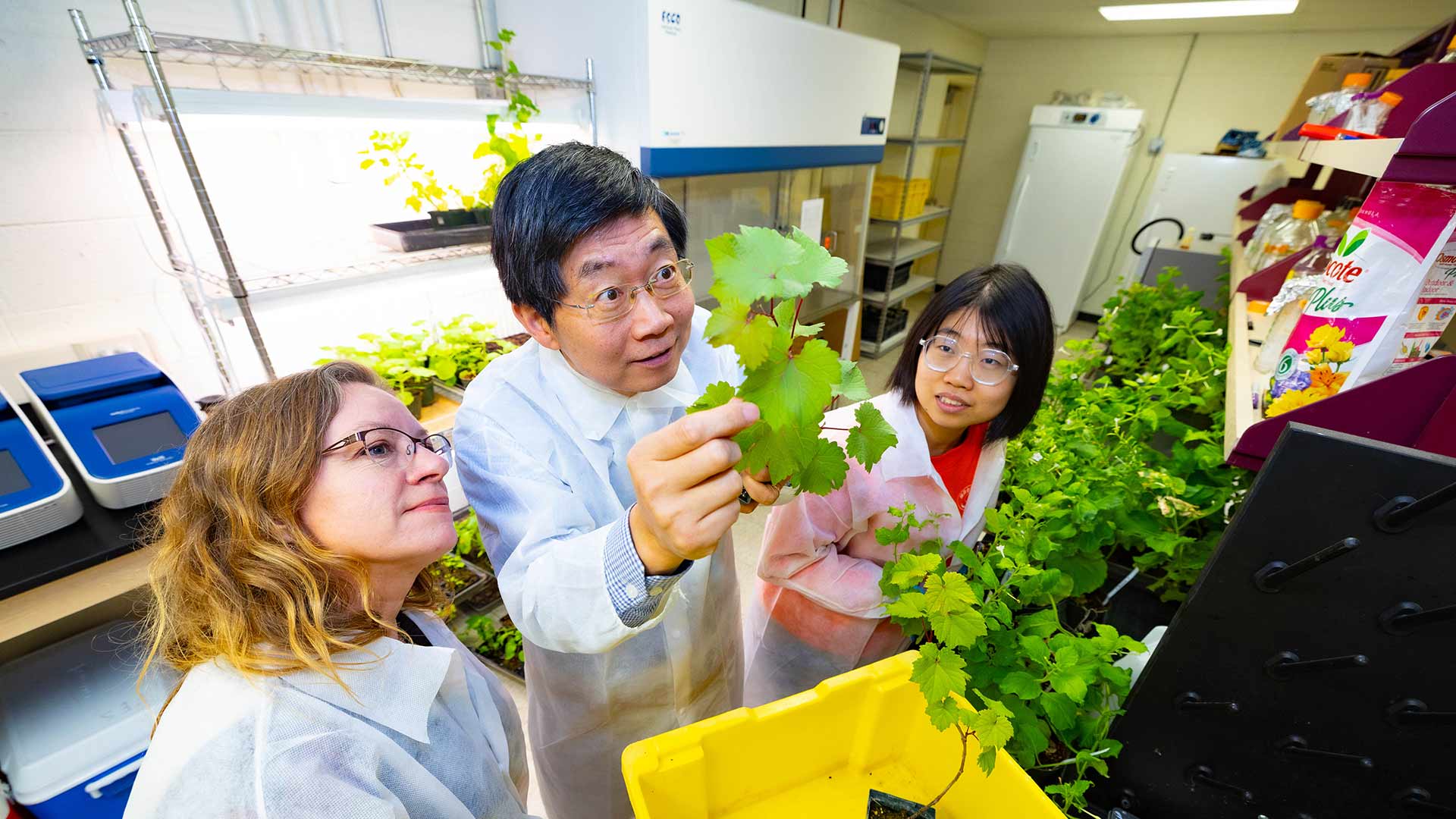 Dr. Wenping Qiu, research specialist Sylvia Peterson and a graduate student examine plant leaves in a research lab.