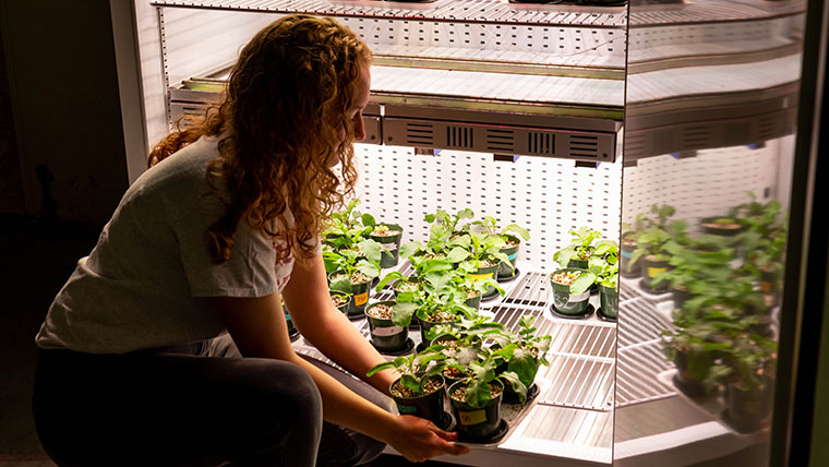 A student places plants into a growing container.