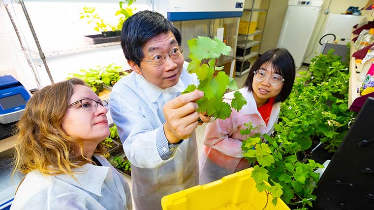 Dr. Wenping Qiu, research specialist Sylvia Peterson and a graduate student examine plant leaves in a research lab.