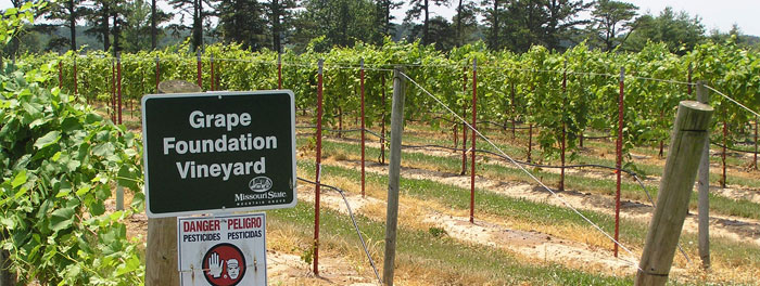 Grape Foundation Vineyard