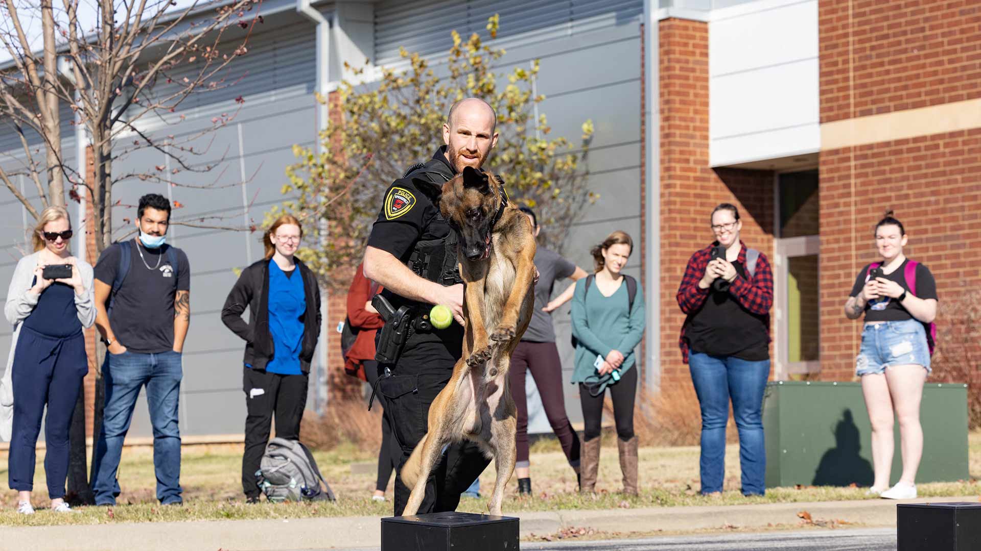 Police dog going through training exercise.