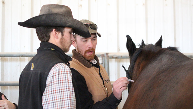 Professor showing student vaccination techniques on a horse.