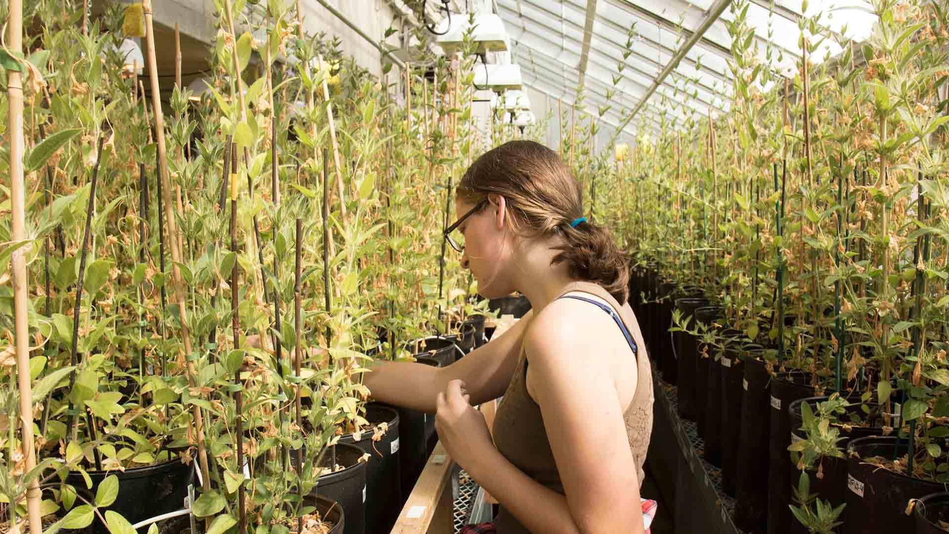 Student in a green house.