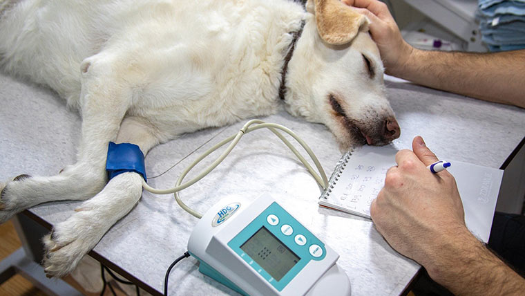 Pre-vet students doing medical checkup on a dog.